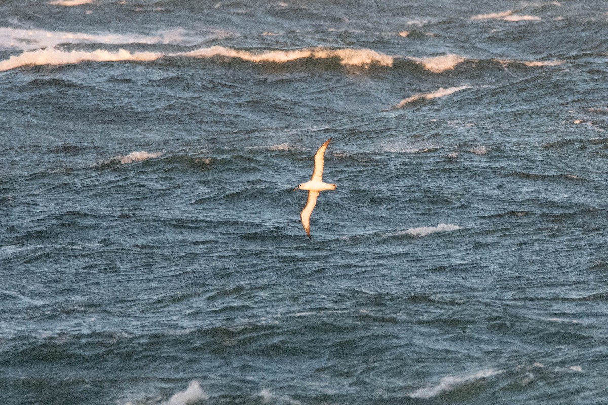 Atlantic Yellow-nosed Albatross - ML656388437