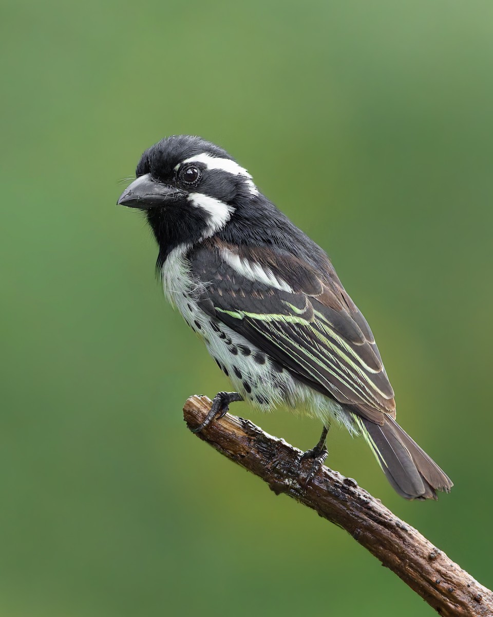 Spot-flanked Barbet - ML656388675