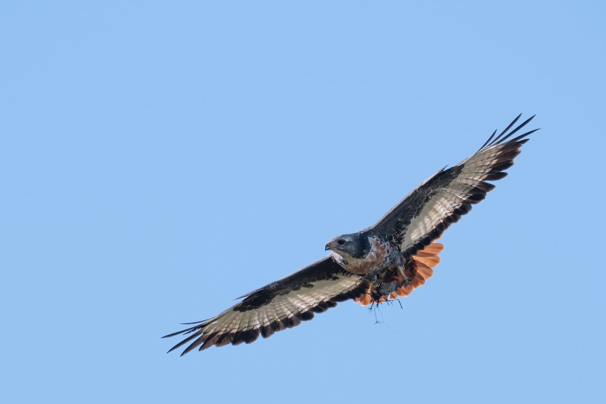 Jackal Buzzard - ML656388855