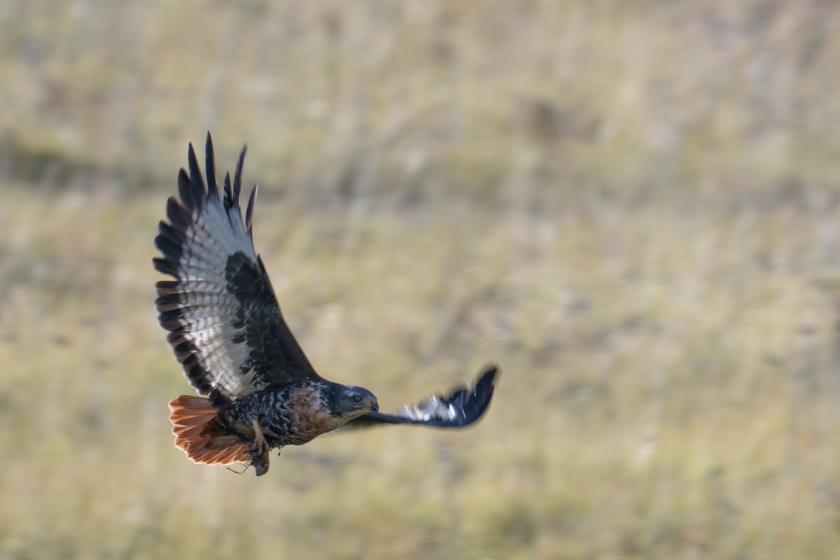 Jackal Buzzard - ML656388856