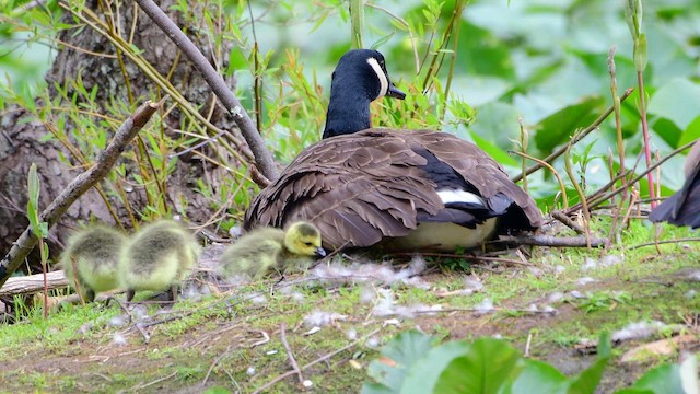 Canada Goose - ML656389067