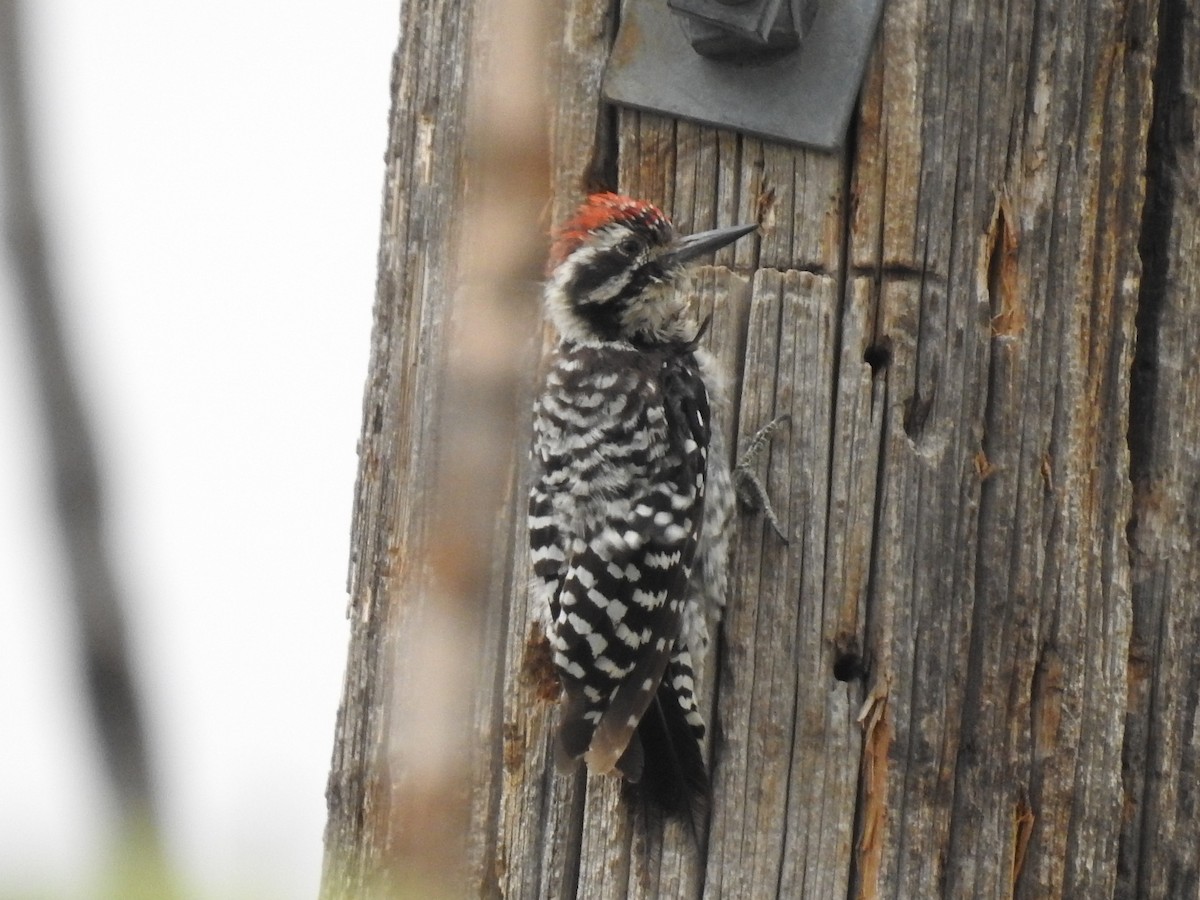 Ladder-backed Woodpecker - Marjorie Morales