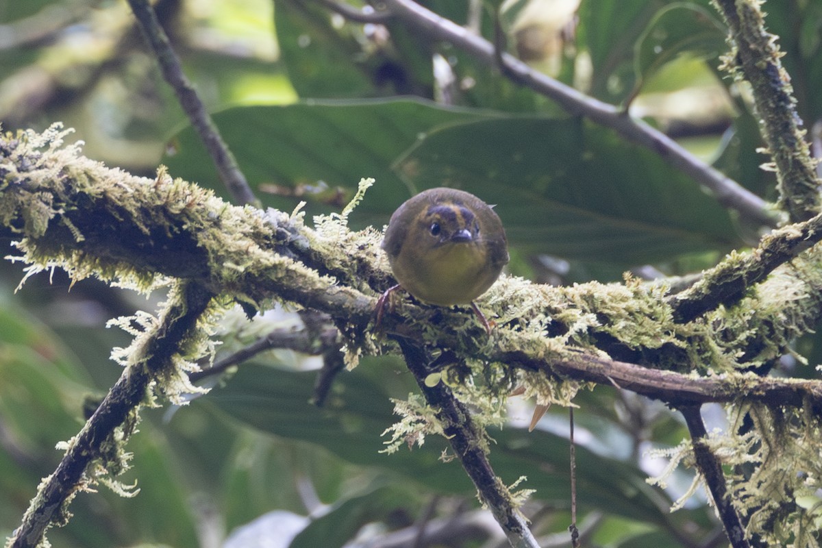Choco Warbler - ML656392787