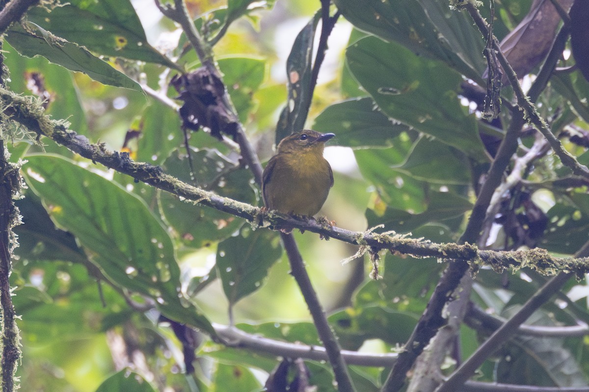 Choco Warbler - ML656392789