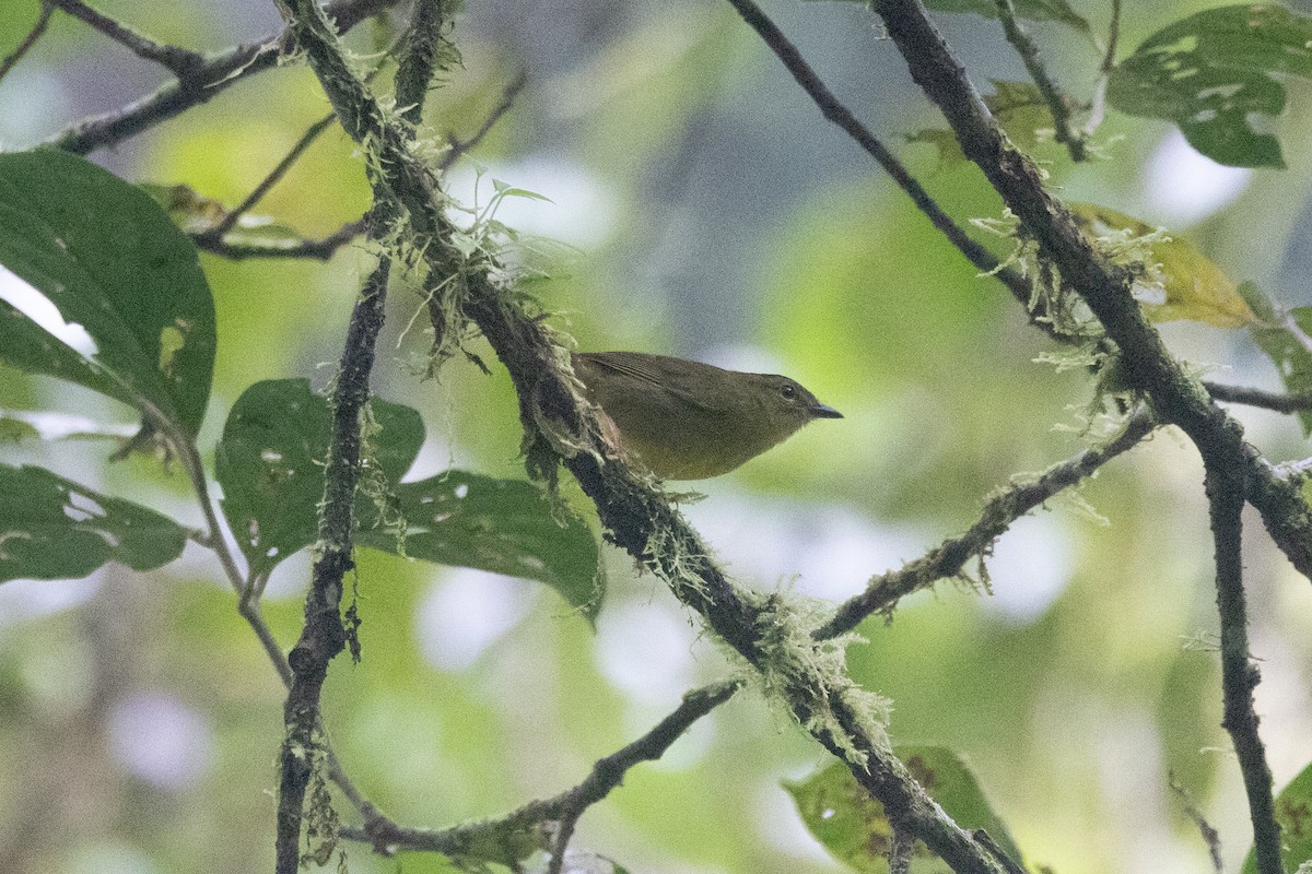 Choco Warbler - ML656392791