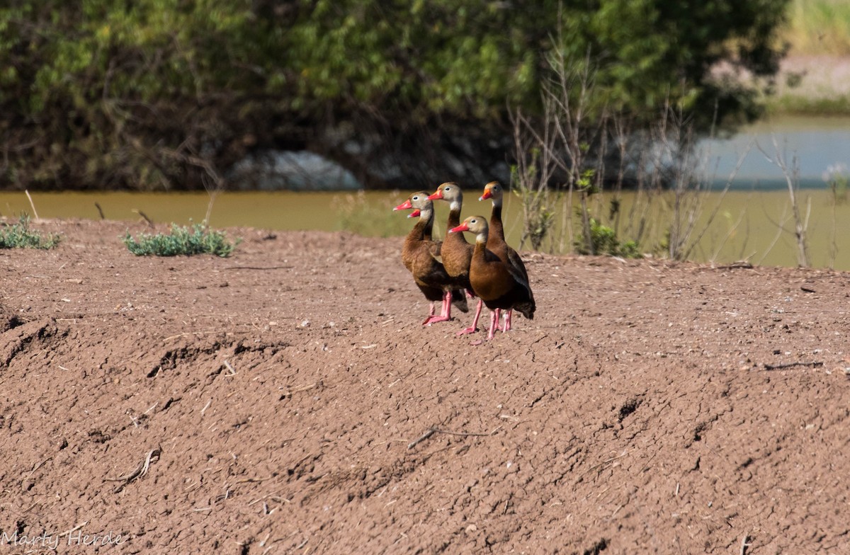 Black-bellied Whistling-Duck - ML65639531