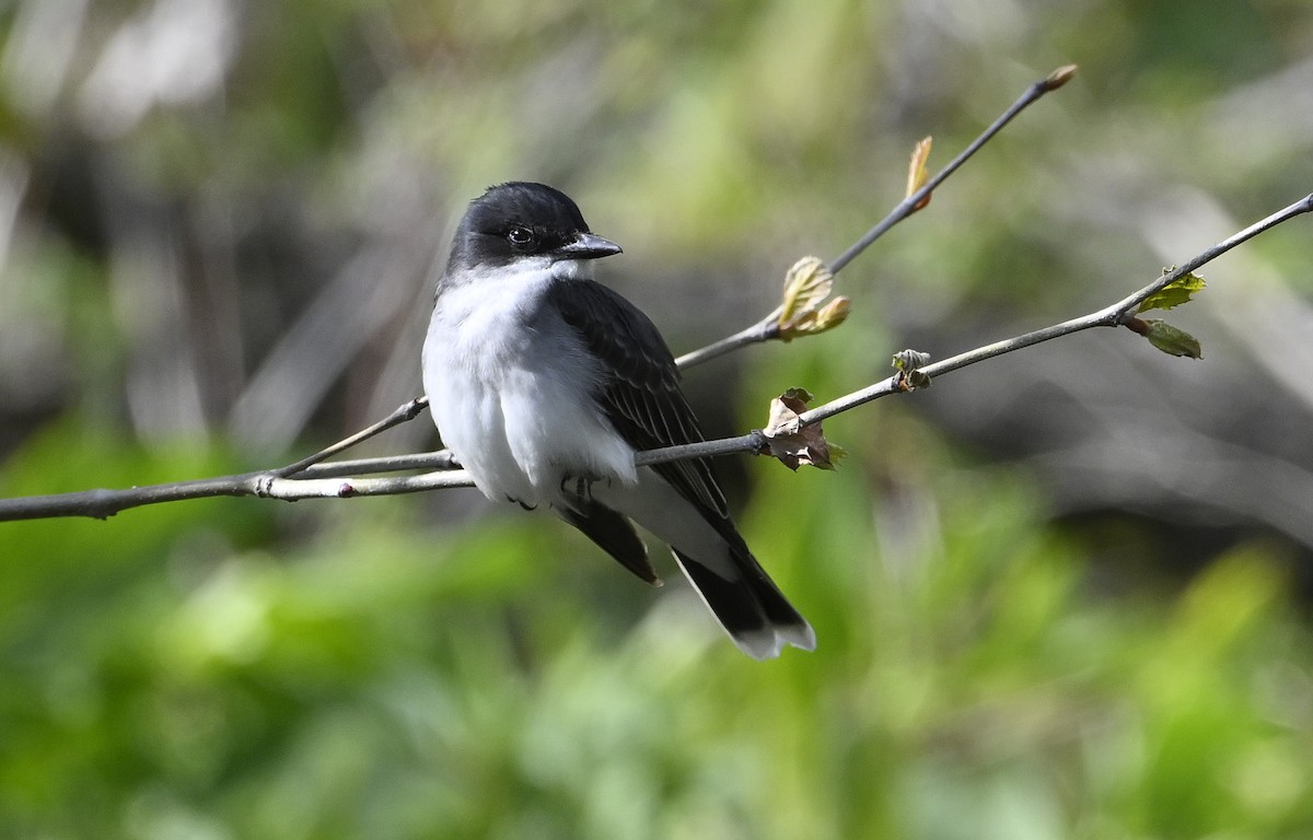 Eastern Kingbird - ML656395614