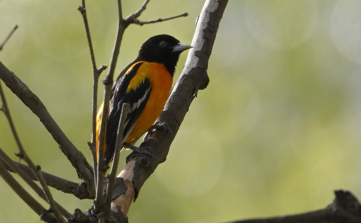 Baltimore Oriole - ML656395618