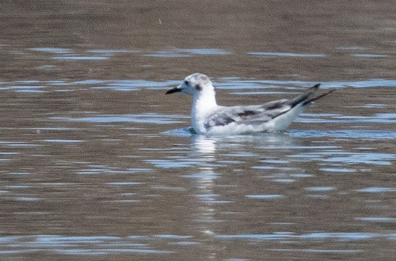 Bonaparte's Gull - ML656395640