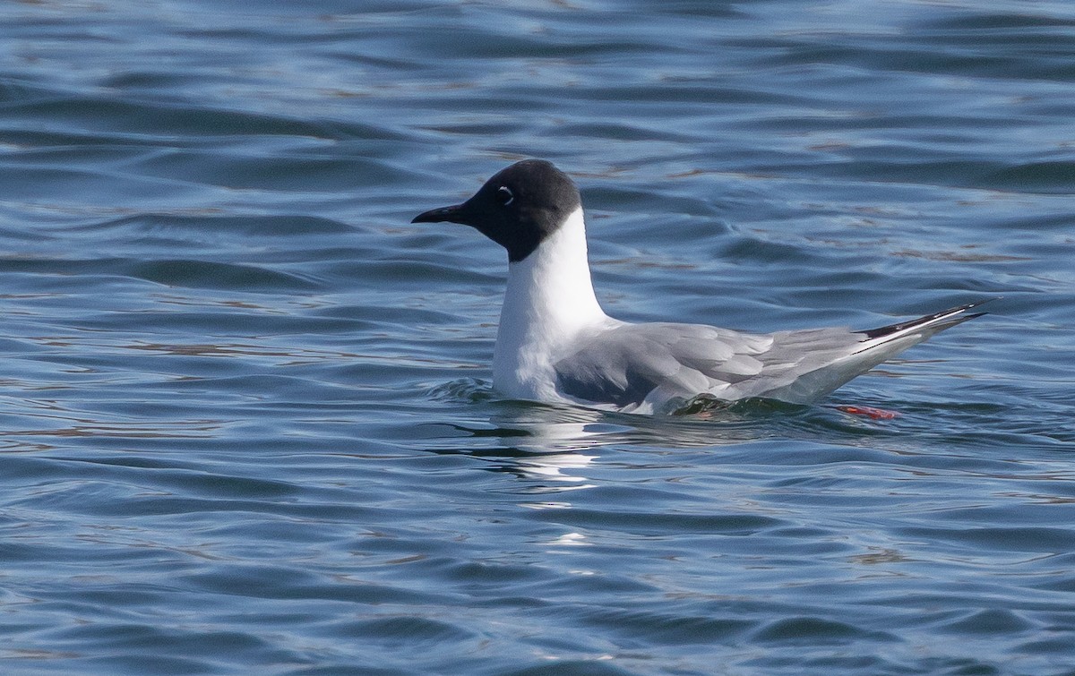 Bonaparte's Gull - ML656395642