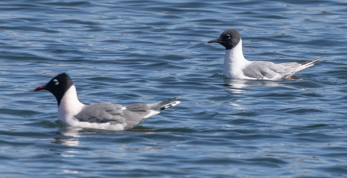 Bonaparte's Gull - ML656395643