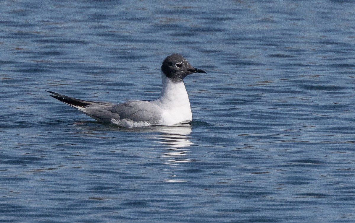 Bonaparte's Gull - ML656395644