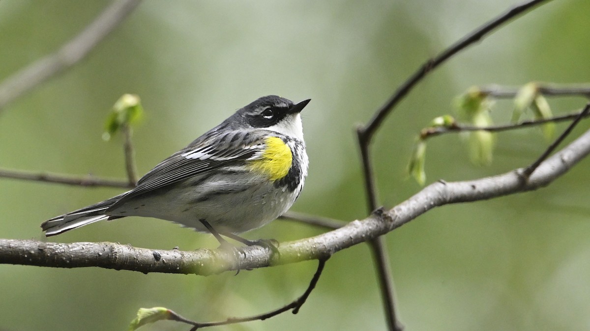 Yellow-rumped Warbler - ML656395682