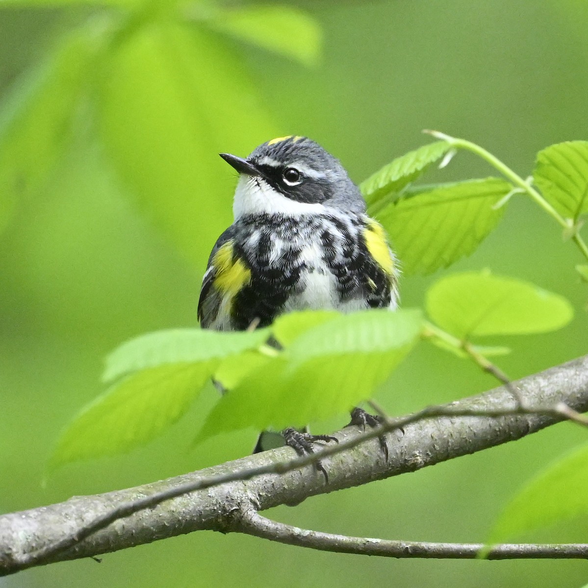 Yellow-rumped Warbler - ML656395684