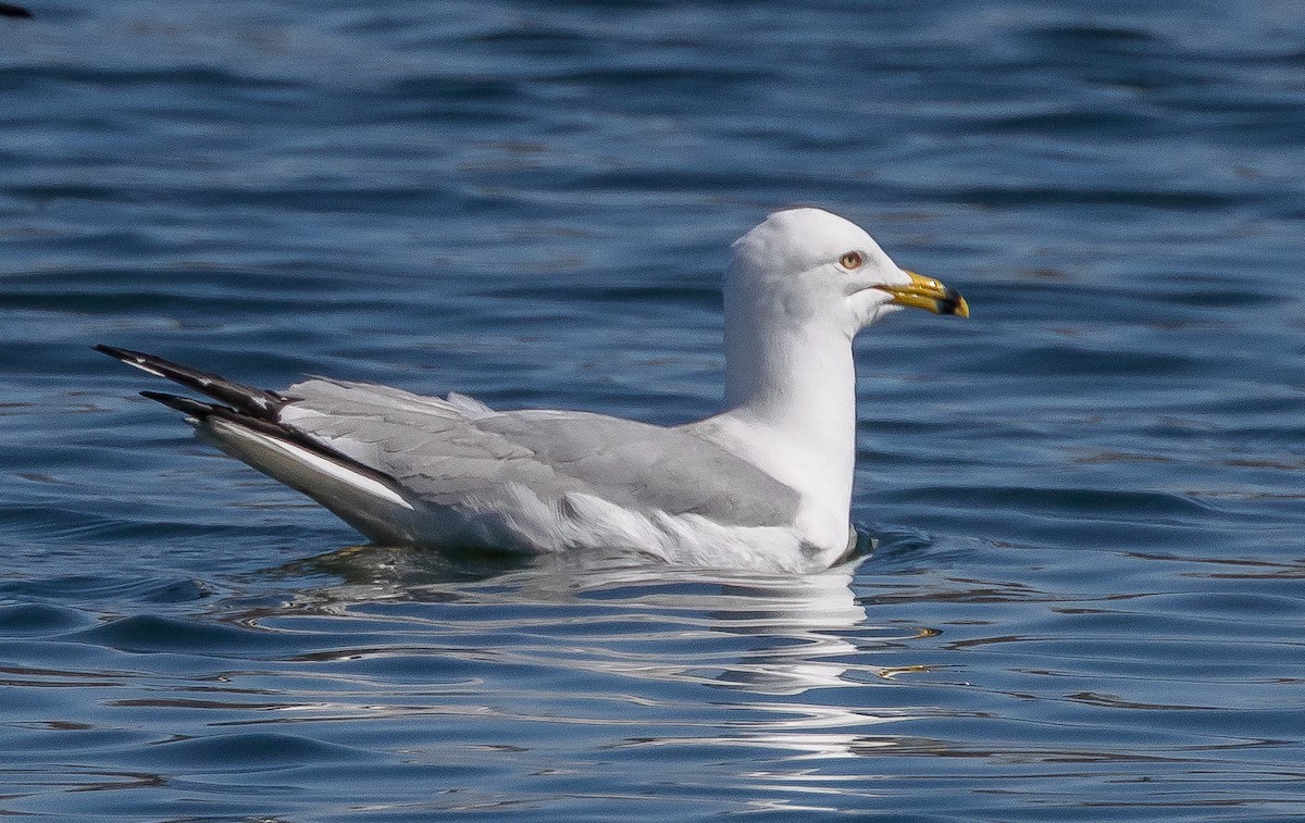 Ring-billed Gull - ML656395739