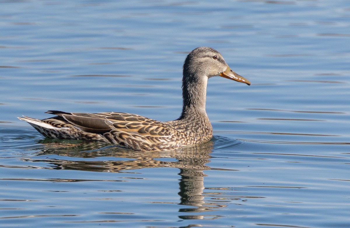 Mallard - ML656395764