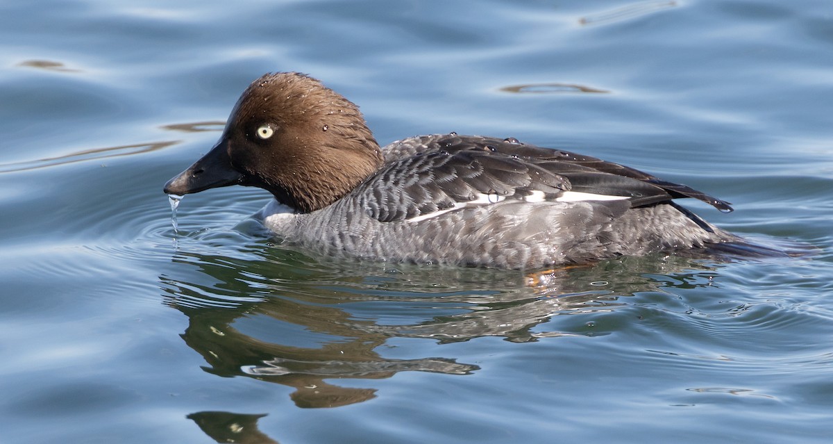 Common Goldeneye - ML656395797