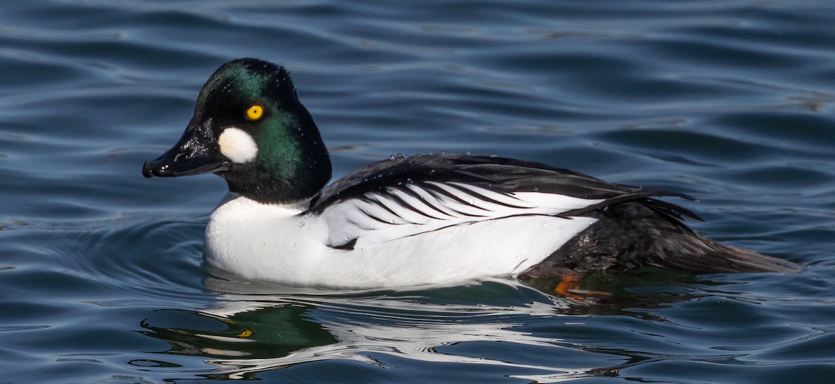 Common Goldeneye - ML656395798