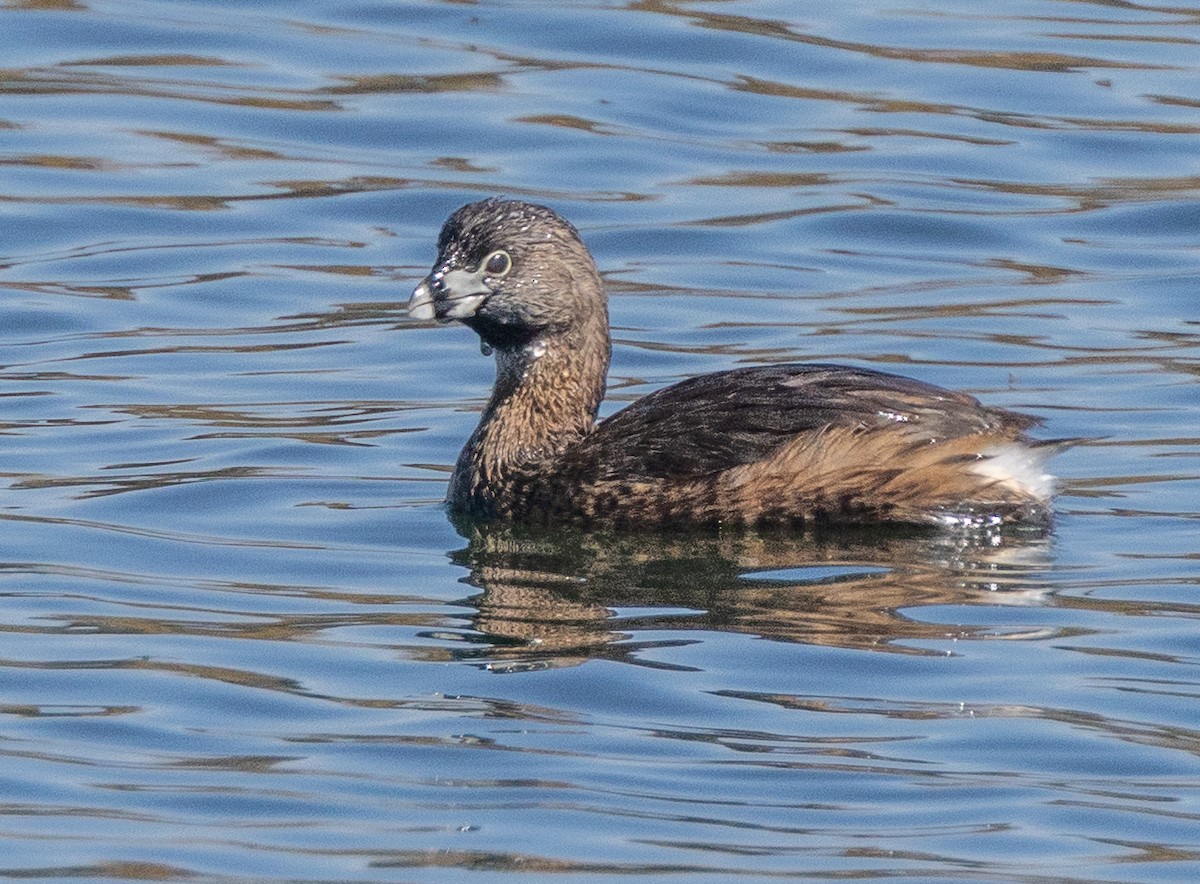 Pied-billed Grebe - ML656395840