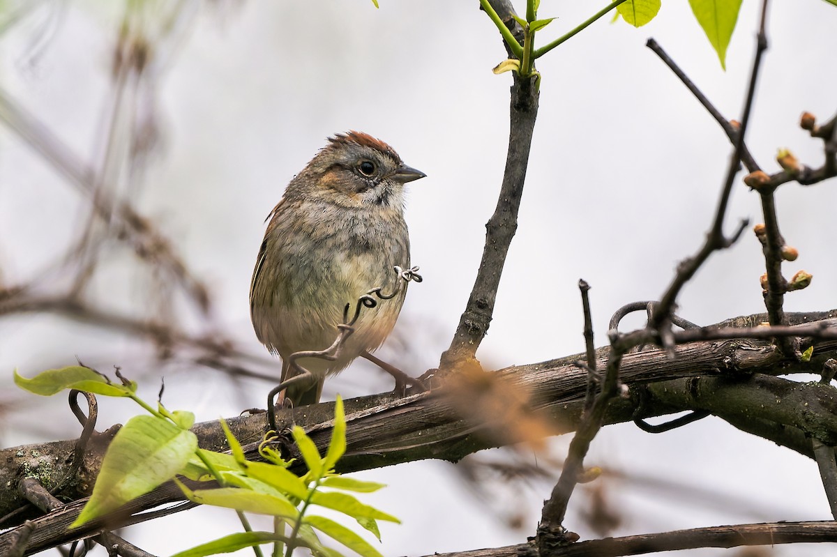 Swamp Sparrow - ML656395853