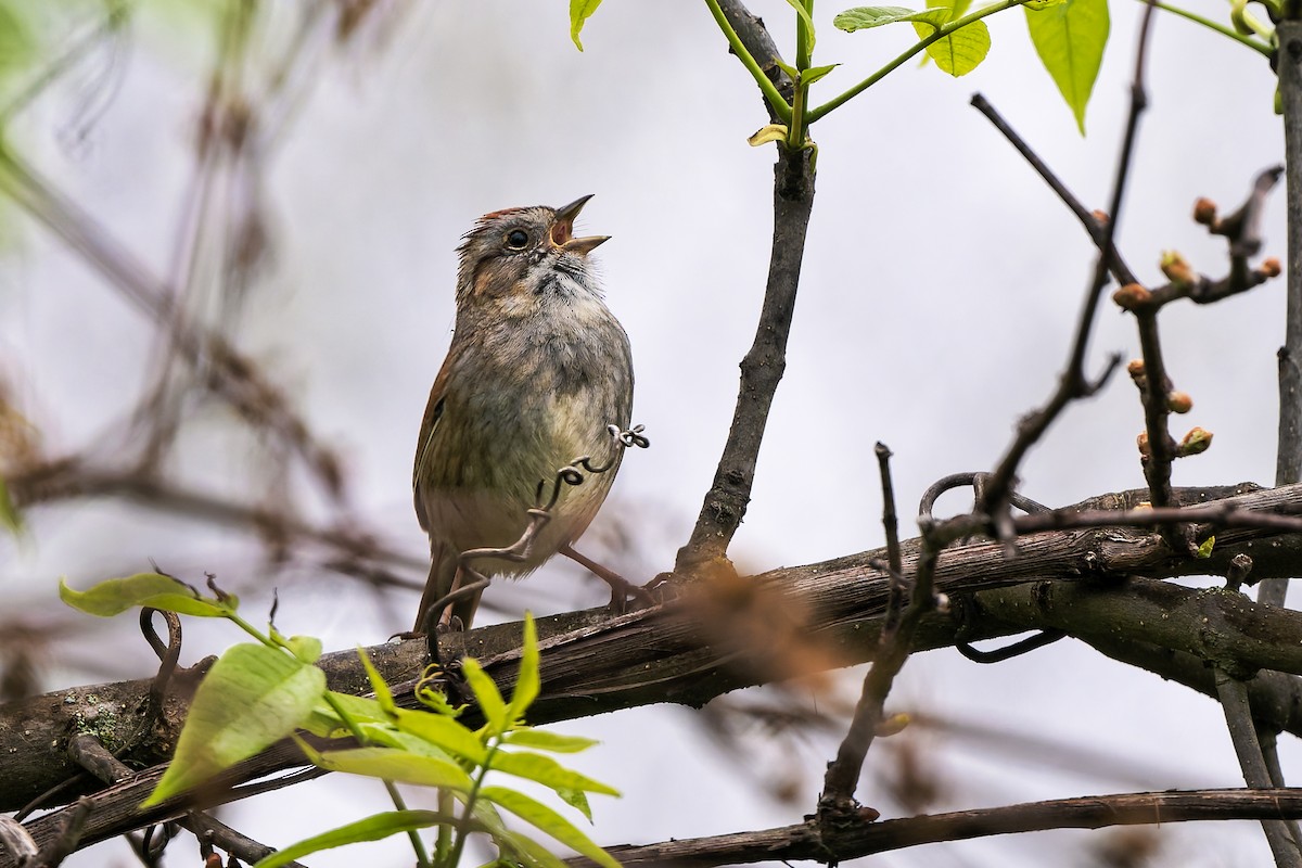 Swamp Sparrow - ML656395854
