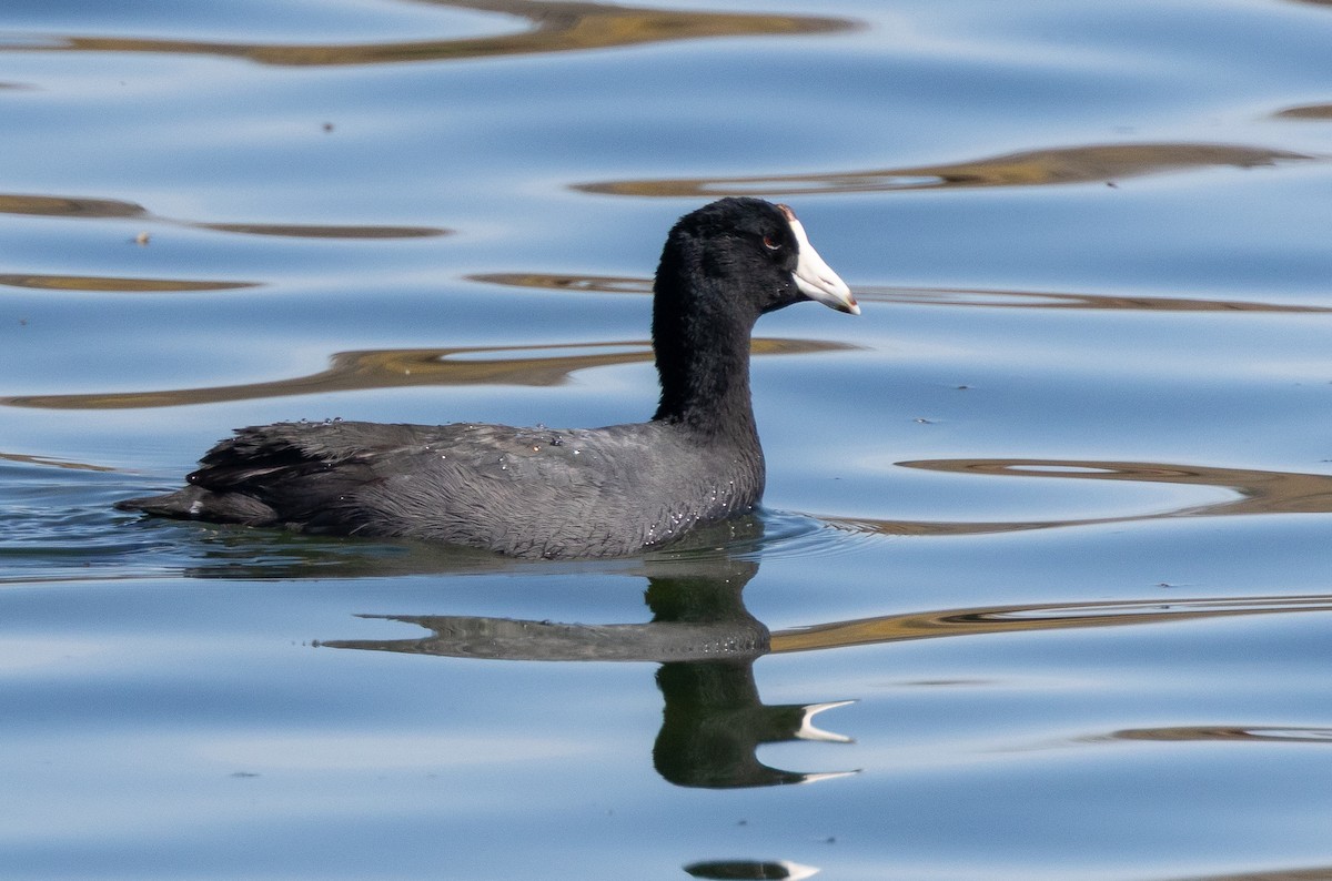American Coot - ML656395862
