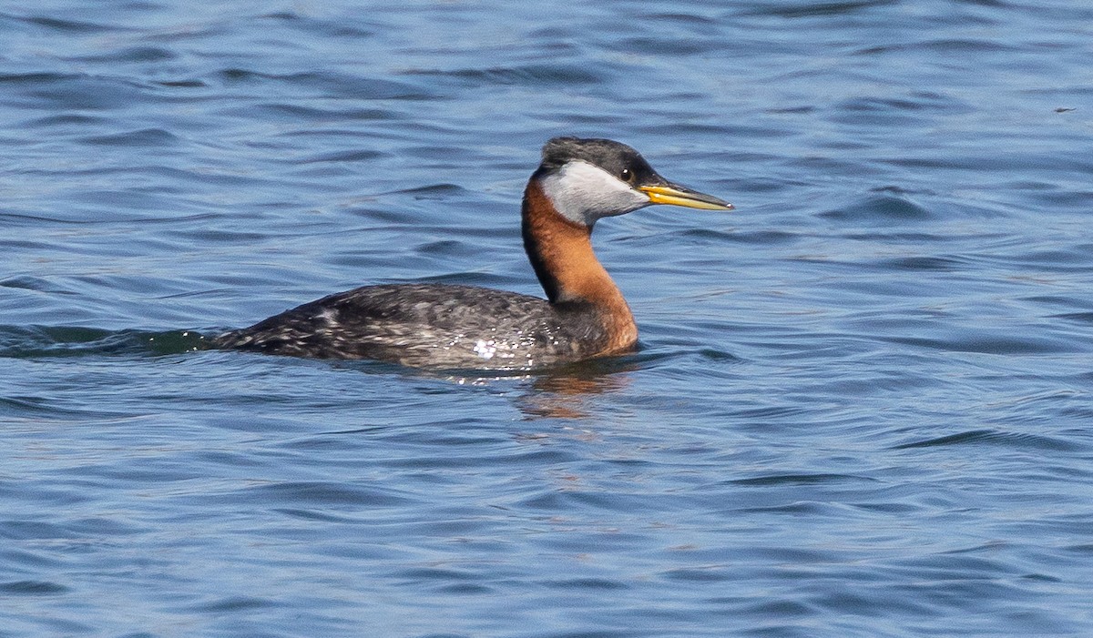 Red-necked Grebe - ML656395899