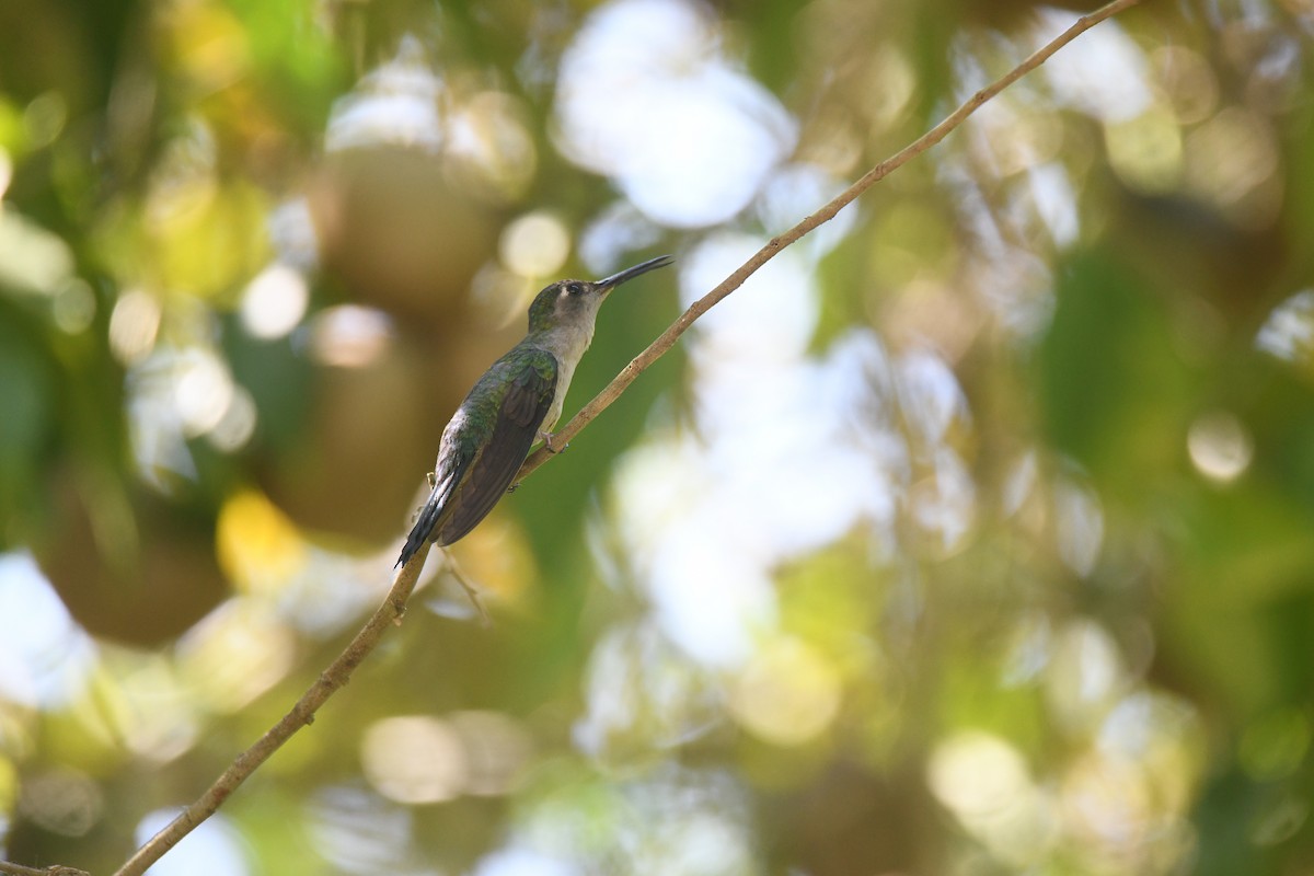 Colibrí Ruiseñor - ML656395905