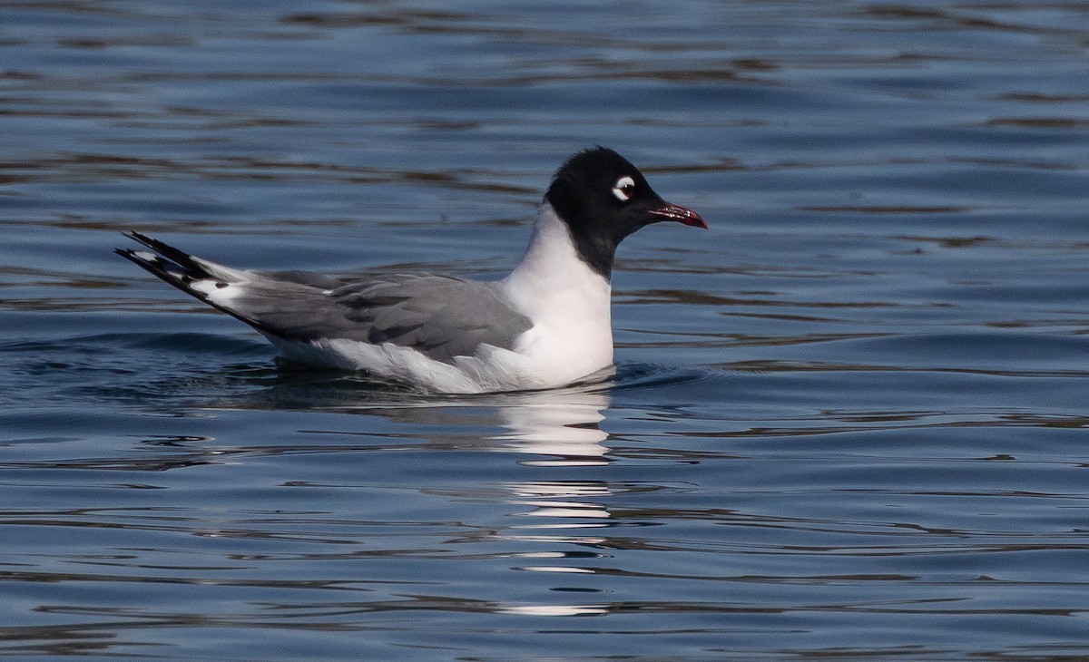 Franklin's Gull - ML656395916