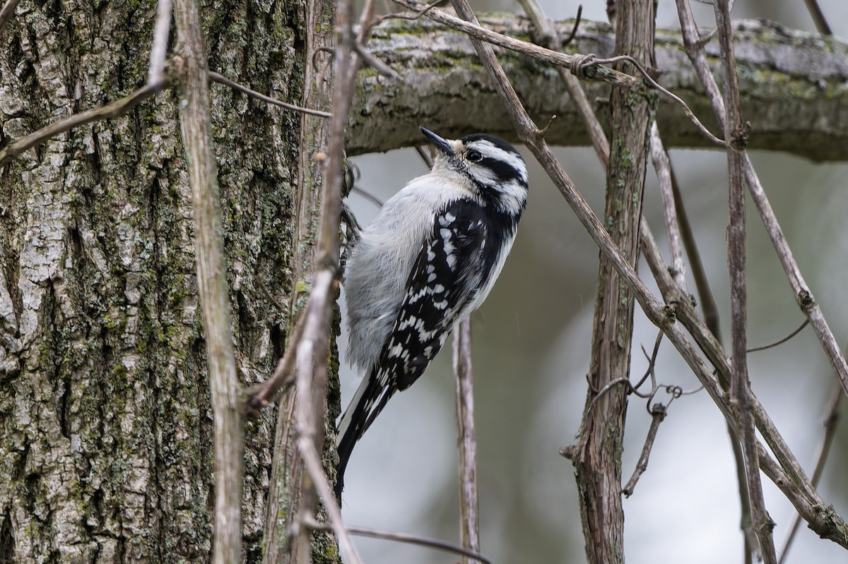 Downy Woodpecker - ML656395934