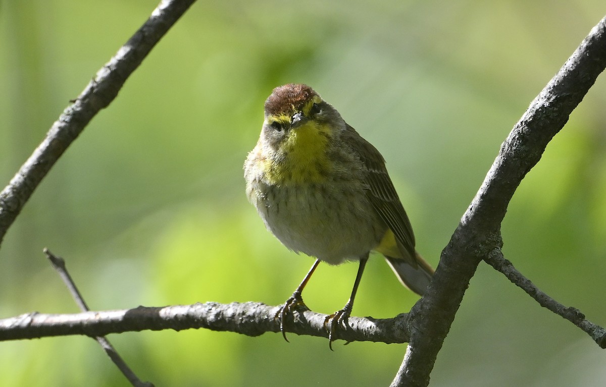 Palm Warbler - ML656395951