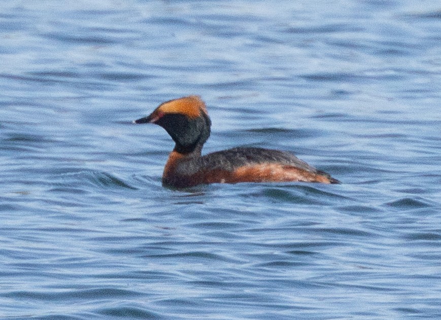 Horned Grebe - ML656395957