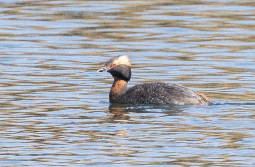 Horned Grebe - ML656395972