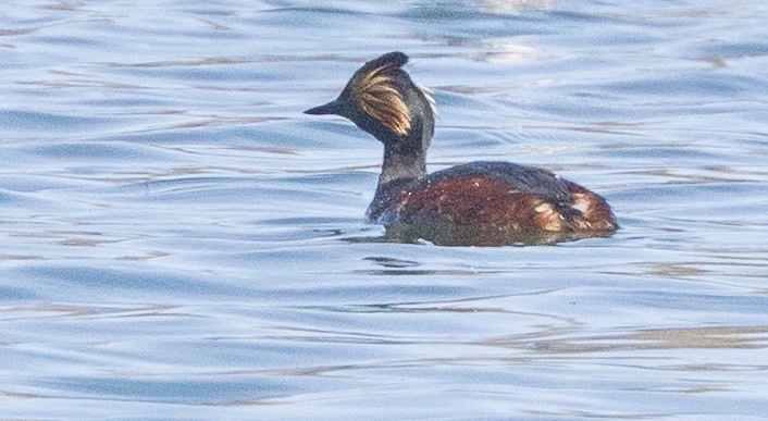 Eared Grebe - ML656395990