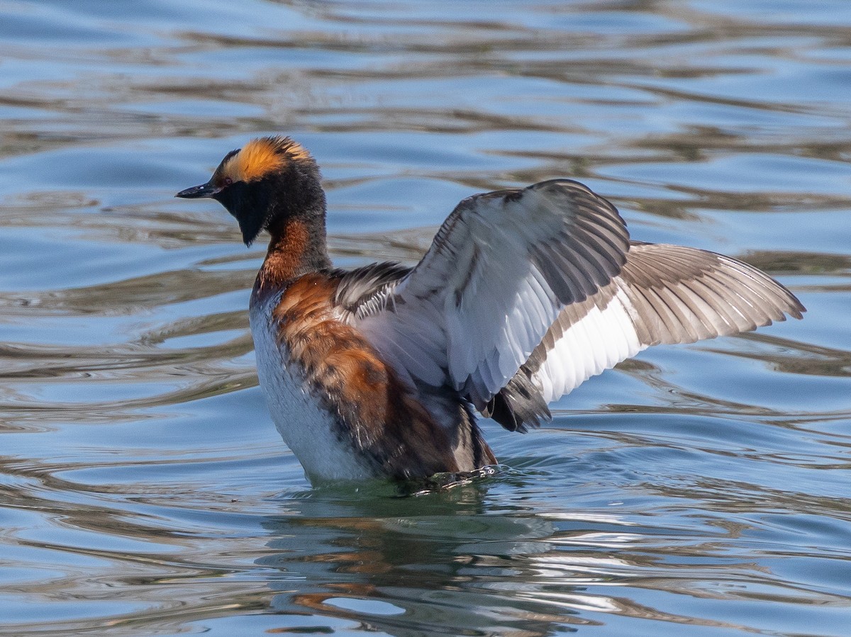 Horned Grebe - ML656396025