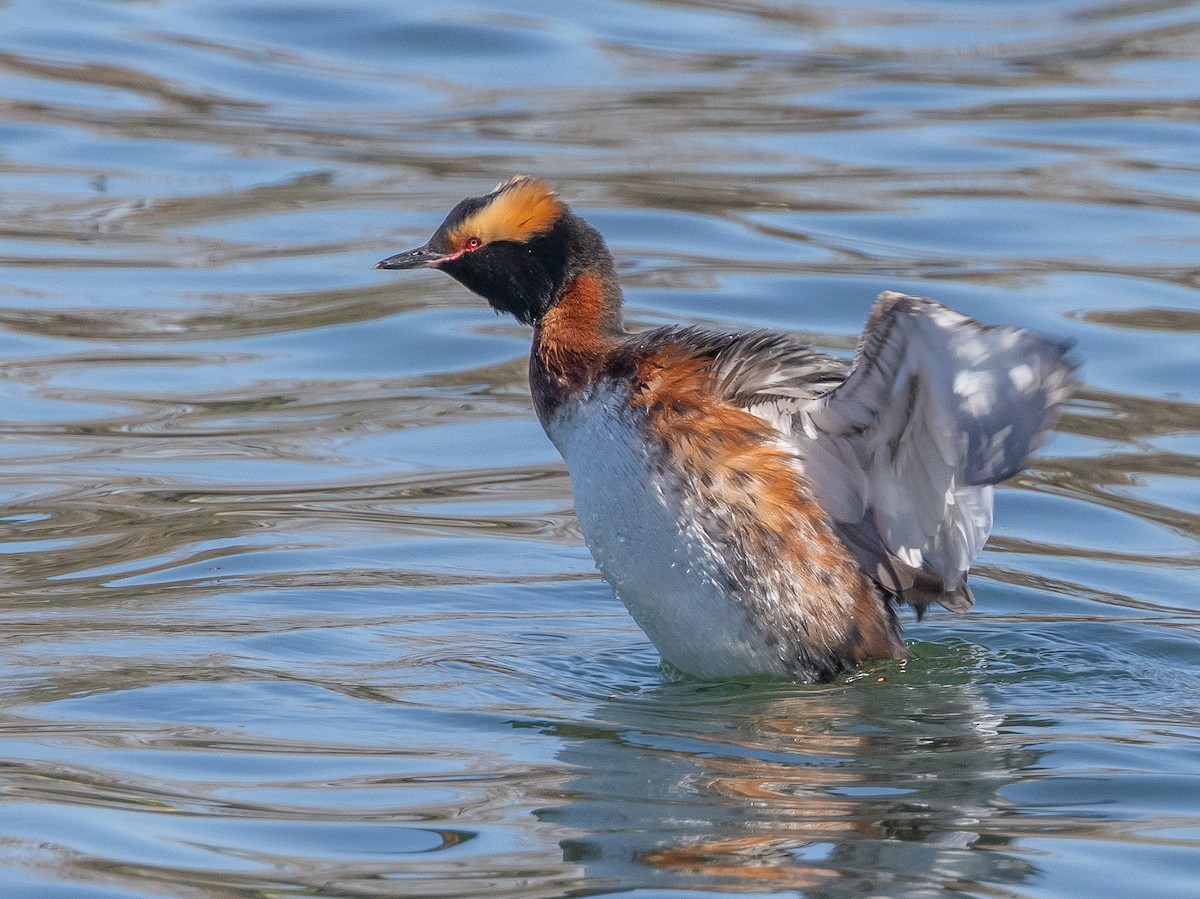 Horned Grebe - ML656396026