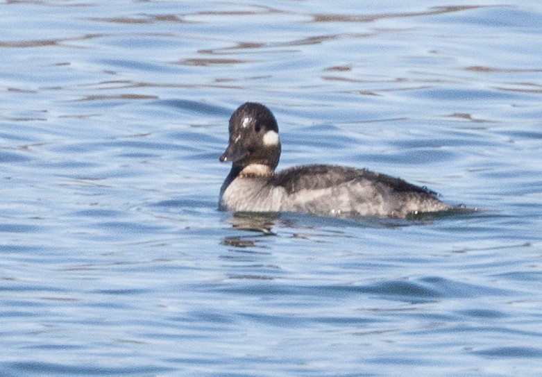 Bufflehead - ML656396046