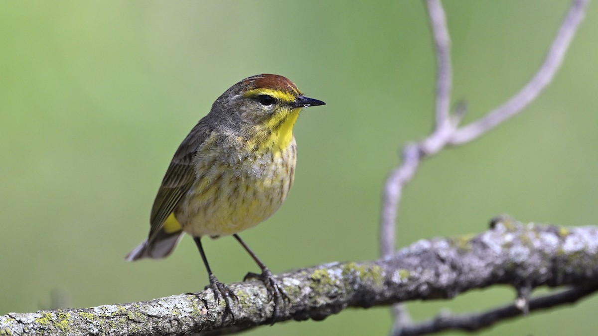 Palm Warbler - ML656396054
