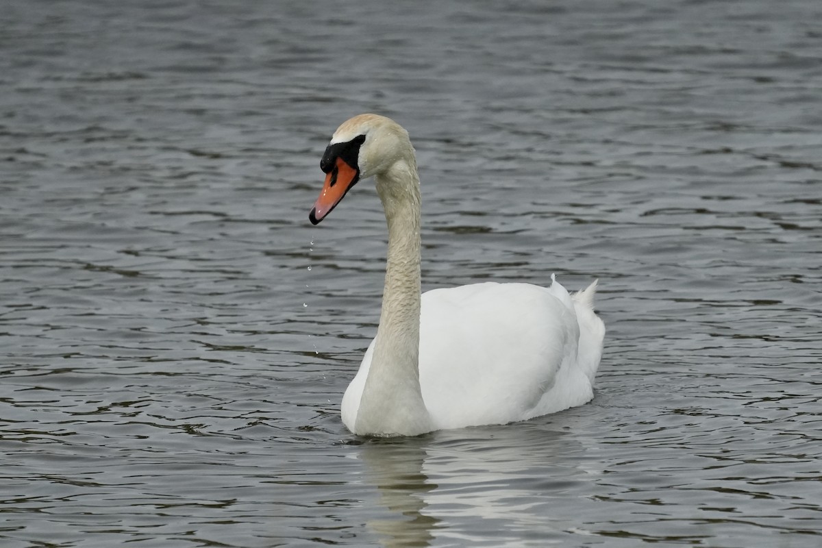 Mute Swan - ML656396169