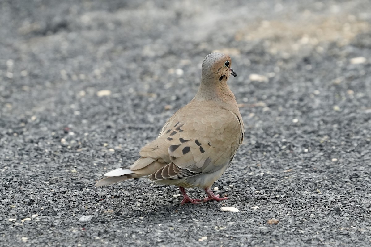 Mourning Dove - ML656396210