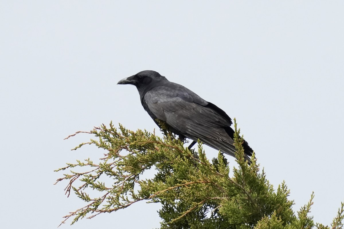 Fish Crow - ML656396267