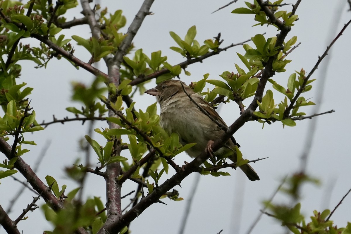 House Sparrow - ML656396307