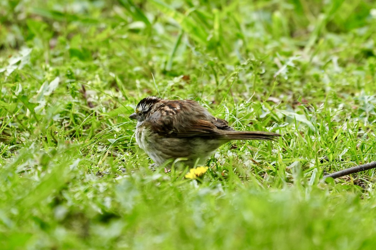 White-throated Sparrow - ML656396335