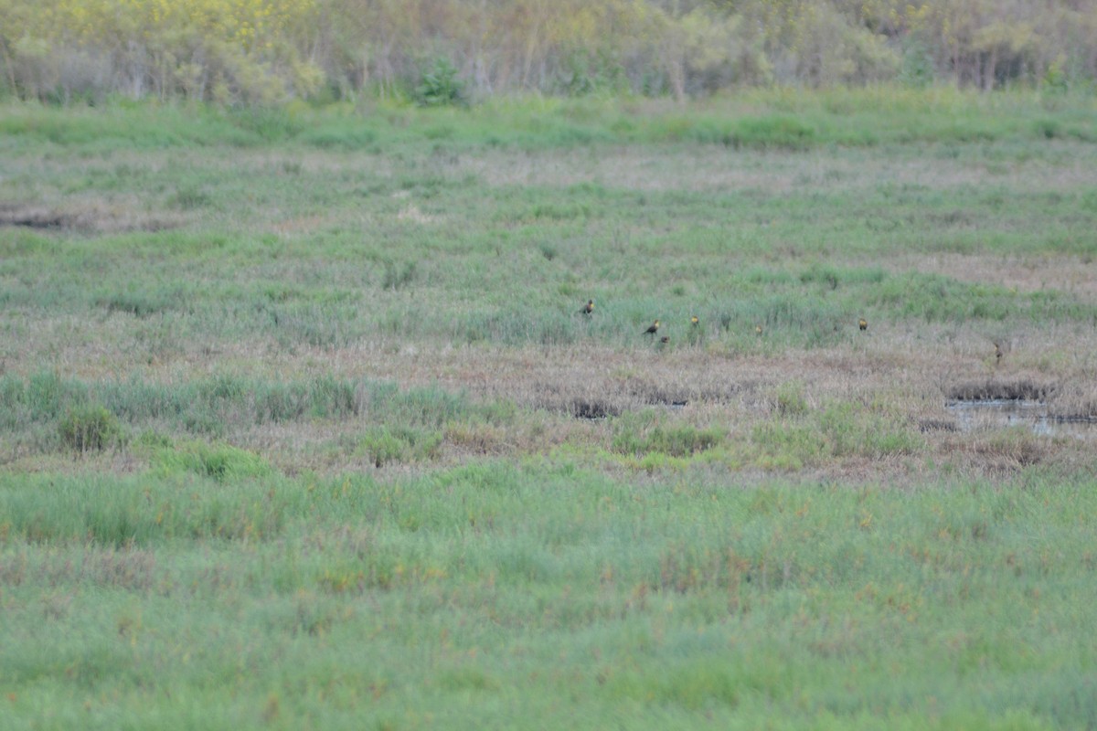 Yellow-headed Blackbird - ML656396923