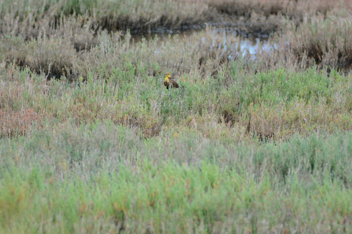 Yellow-headed Blackbird - ML656396926