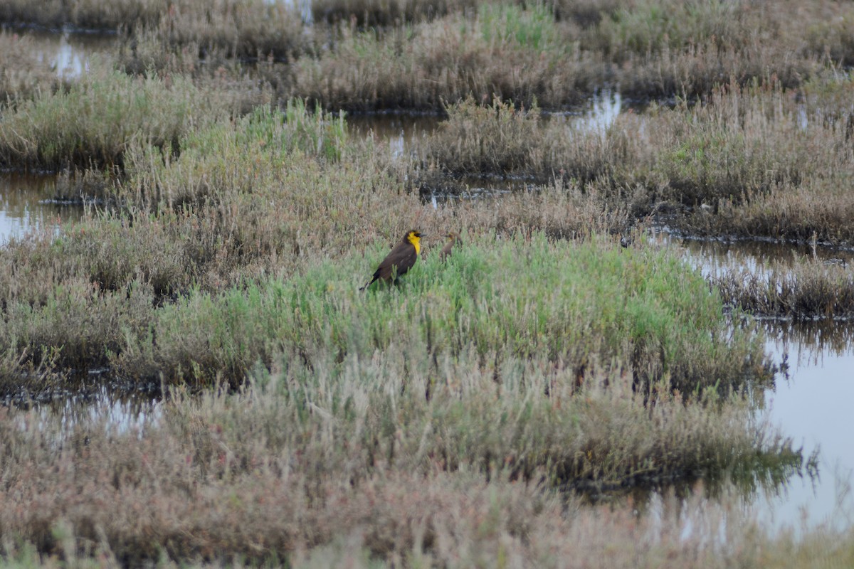 Yellow-headed Blackbird - ML656396927
