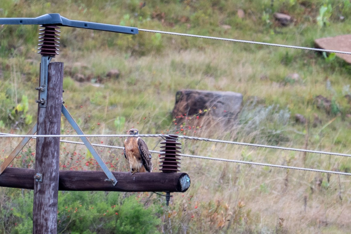 Jackal Buzzard - ML656398027