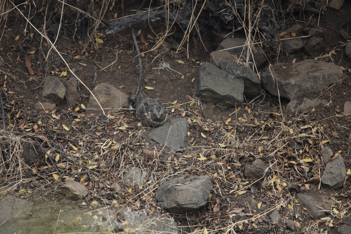 Band-winged Nightjar - ML656398735