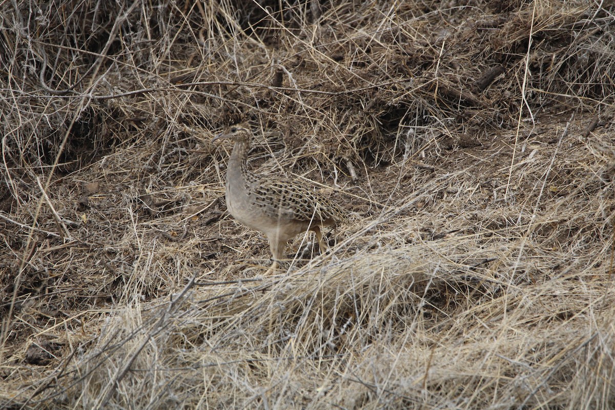 Chilean Tinamou - ML656399177