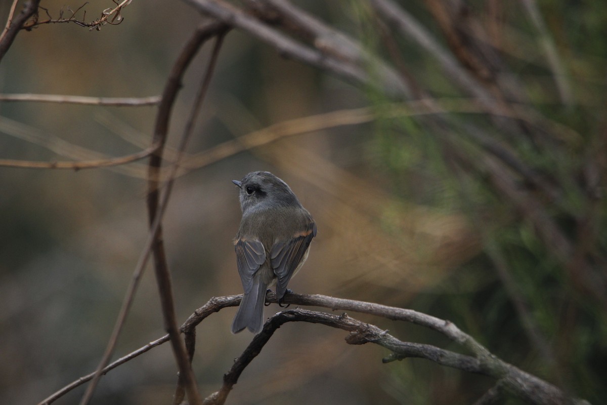 Patagonian Tyrant - ML656399304